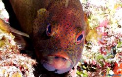 This Coney was stuck in a trance. Photo taken in Cozumel ... by Steven Anderson 